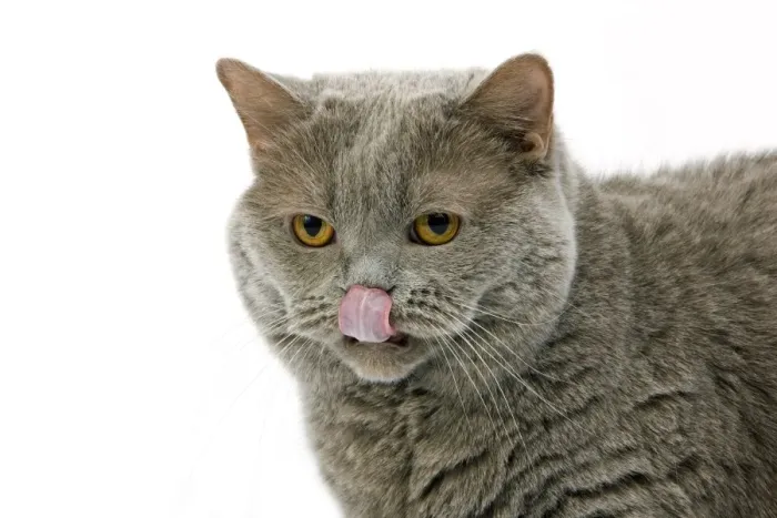 Framed Print : Domestic Cat, Lilac Self British Shorthair, adult female, licking nose, close-up of head Framed Print : Domestic Cat, Lilac Self British Shorthair, adult female, licking nose, close-up of head