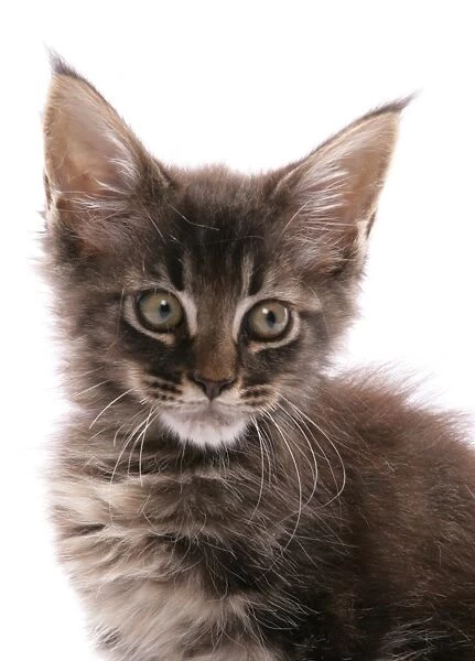 Domestic Cat, Maine Coon, kitten, close-up of head