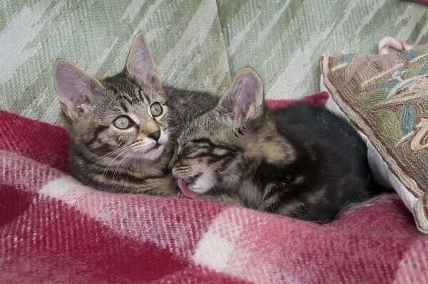 Domestic Cat, male and female tabby kittens, grooming and resting together, Scotland, march