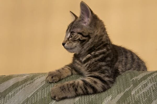 Domestic Cat, male tabby kitten, clawing furniture, Scotland, march