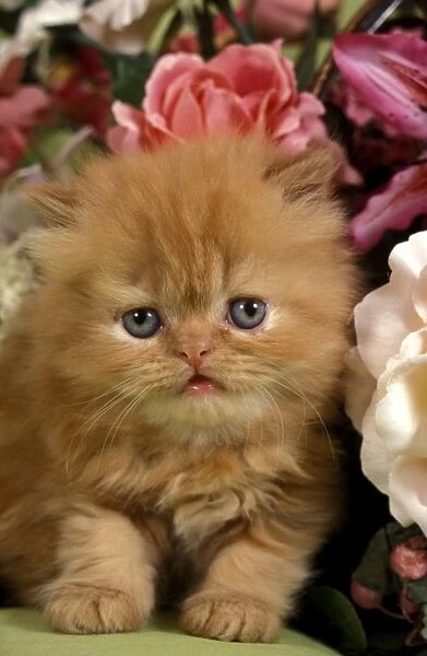 Domestic Cat, Persian, ginger kitten amongst flowers