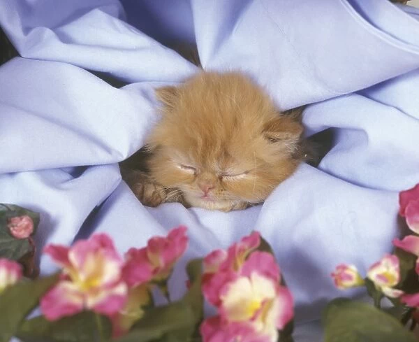 Domestic Cat, Persian, ginger kitten sleeping
