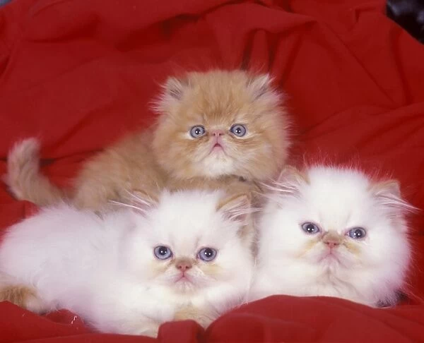 Domestic Cat, Persian, three kittens