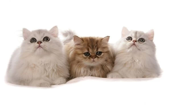 Domestic Cat, Persian, three kittens, laying