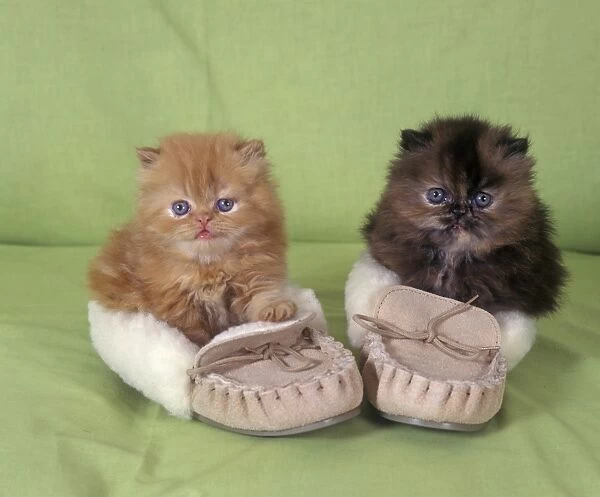 Domestic Cat, Persian, two kittens sitting in slippers