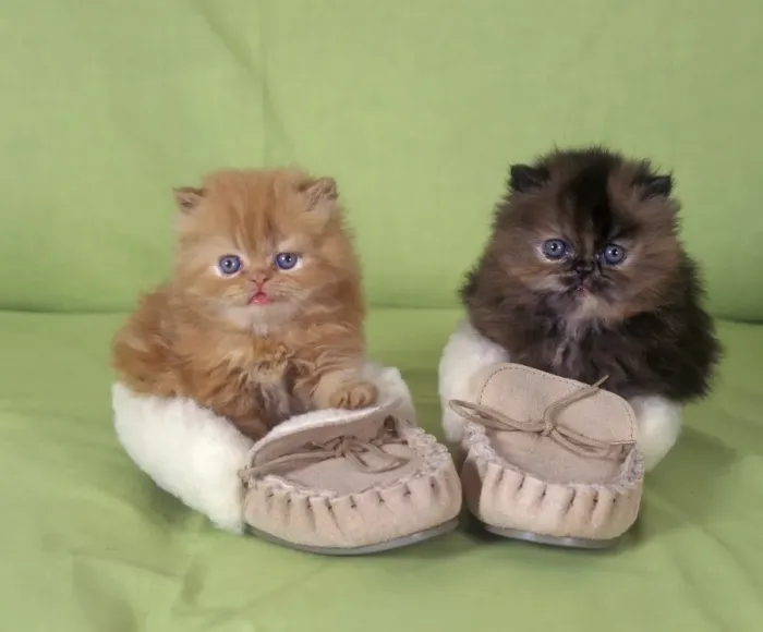 Framed Print : Domestic Cat, Persian, two kittens sitting in slippers Framed Print : Domestic Cat, Persian, two kittens sitting in slippers