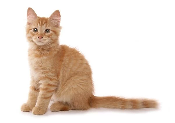 Domestic Cat, Red Siberian Tabby, kitten, fifteen-weeks old, sitting