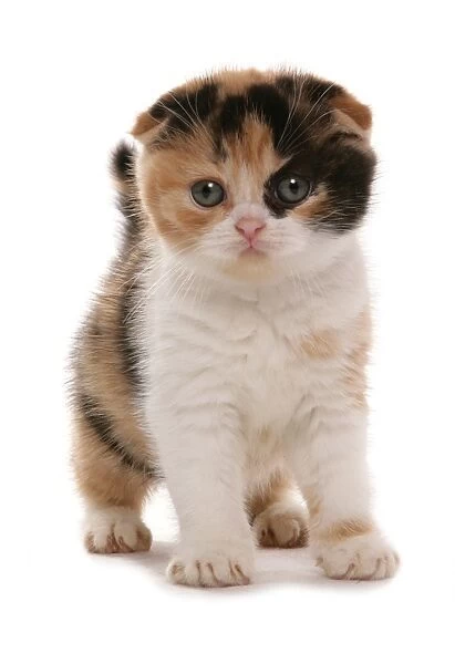 Domestic Cat, Red White and Black Scottish Fold, kitten, standing
