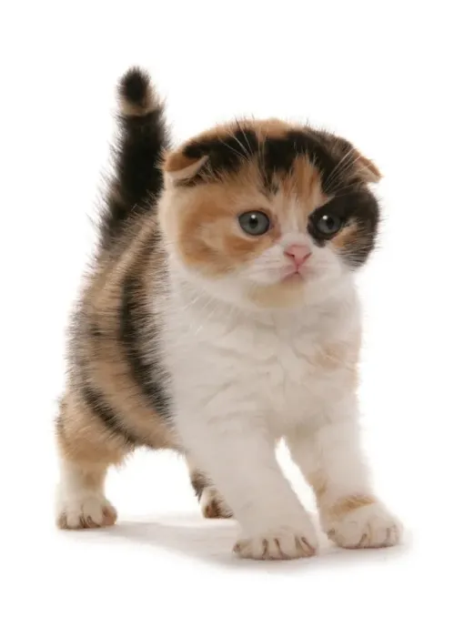 Framed Print : Domestic Cat, Red White and Black Scottish Fold, kitten, standing