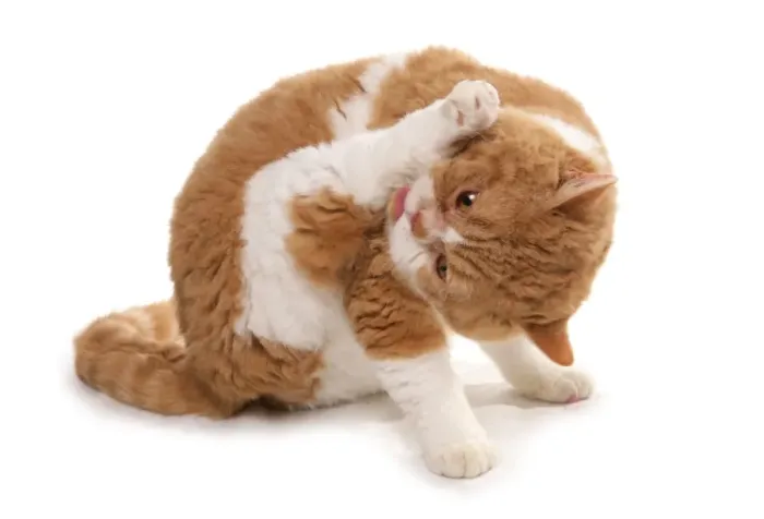 Framed Print : Domestic Cat, Red and White Shorthair Selkirk Rex, adult, grooming Framed Print : Domestic Cat, Red and White Shorthair Selkirk Rex, adult, grooming