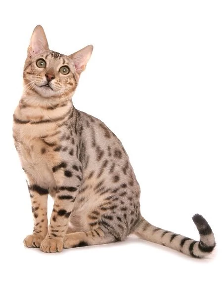 Domestic Cat, Rosetted Bengal, adult, sitting