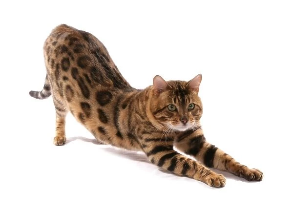 Domestic Cat, Rosetted Bengal, adult, stretching
