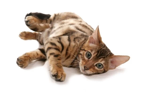 Domestic Cat, Rosetted Bengal, kitten, laying