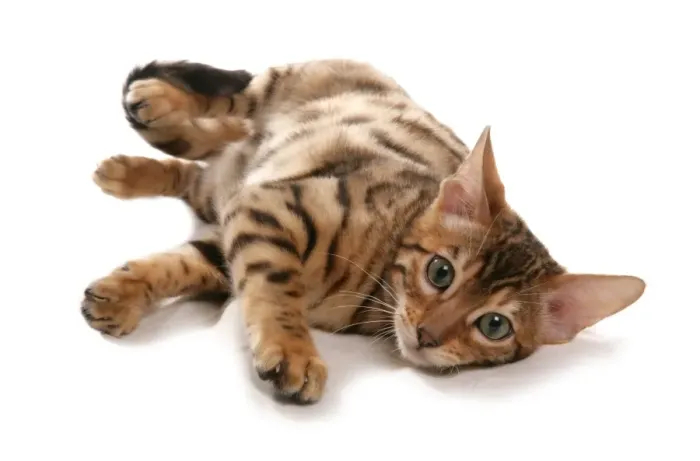 Framed Print : Domestic Cat, Rosetted Bengal, kitten, laying Framed Print : Domestic Cat, Rosetted Bengal, kitten, laying