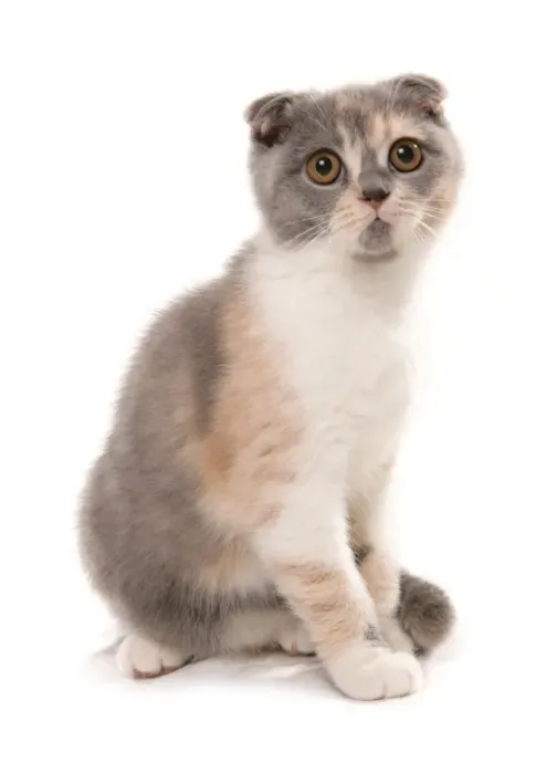 Framed Print : Domestic Cat, Scottish Fold, blue and white tortie, adult, sitting Framed Print : Domestic Cat, Scottish Fold, blue and white tortie, adult, sitting