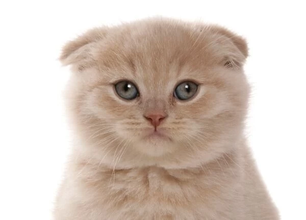 Domestic Cat, Scottish Fold, cream kitten, close-up of head
