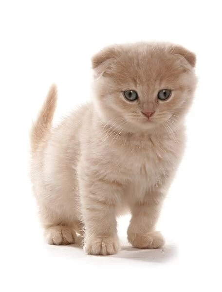 Domestic Cat, Scottish Fold, cream kitten, standing
