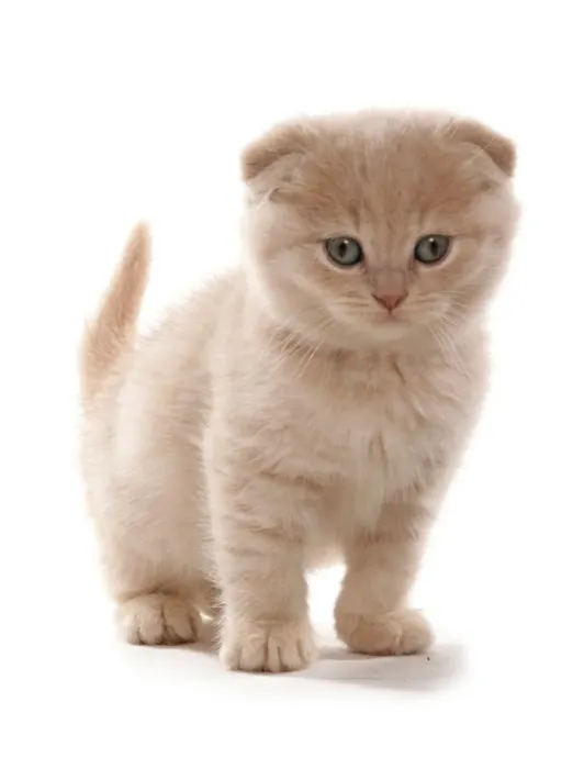 Framed Print : Domestic Cat, Scottish Fold, cream kitten, standing