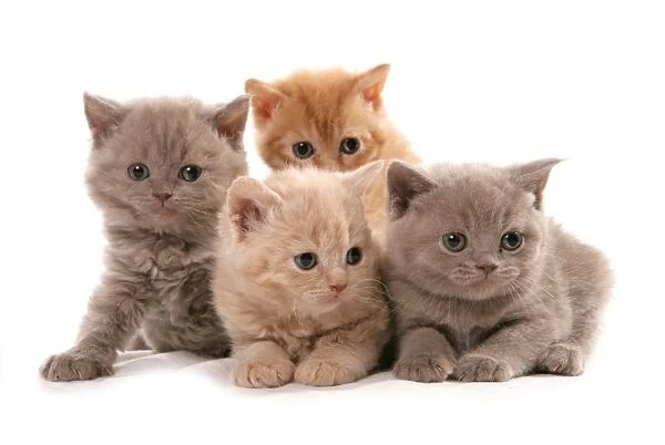 Domestic Cat, Selkirk Rex, four kittens, sitting