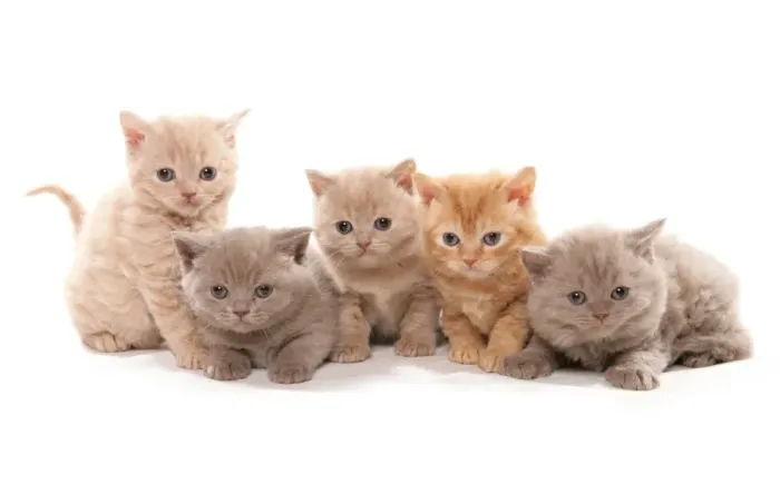 Framed Print : Domestic Cat, Selkirk Rex, five kittens, sitting Framed Print : Domestic Cat, Selkirk Rex, five kittens, sitting