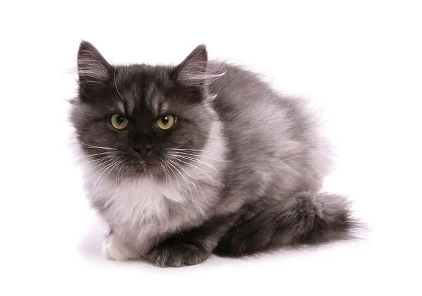 Domestic Cat, Siberian Forest Cat, Black smoke and white kitten, sitting