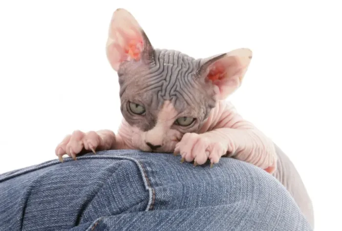 Framed Print : Domestic Cat, Sphynx, kitten, clawing leg of owner Framed Print : Domestic Cat, Sphynx, kitten, clawing leg of owner
