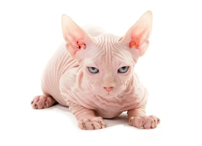 Framed Print : Domestic Cat, Sphynx, kitten, laying Framed Print : Domestic Cat, Sphynx, kitten, laying