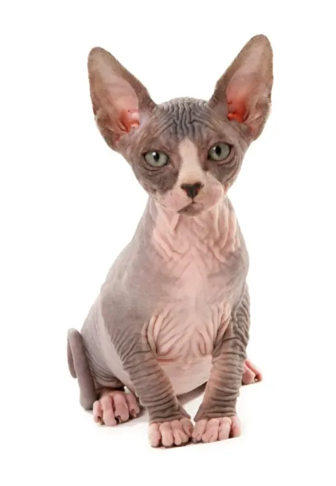 Framed Print : Domestic Cat, Sphynx, kitten, sitting Framed Print : Domestic Cat, Sphynx, kitten, sitting