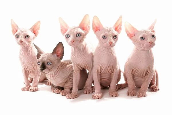 Domestic Cat, Sphynx, five kittens, sitting