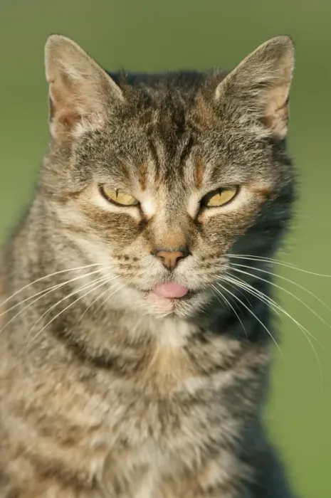 Framed Print : Domestic Cat, tabby adult, close-up of head, with tongue sticking out, in early morning, Kent, England, July Framed Print : Domestic Cat, tabby adult, close-up of head, with tongue sticking out, in early morning, Kent, England, July