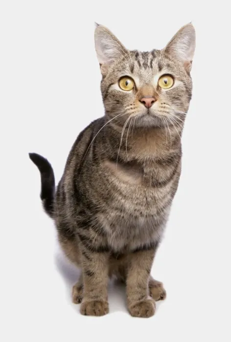 Framed Print : Domestic Cat, tabby adult, with shaved patch of fur on chest, sitting Framed Print : Domestic Cat, tabby adult, with shaved patch of fur on chest, sitting