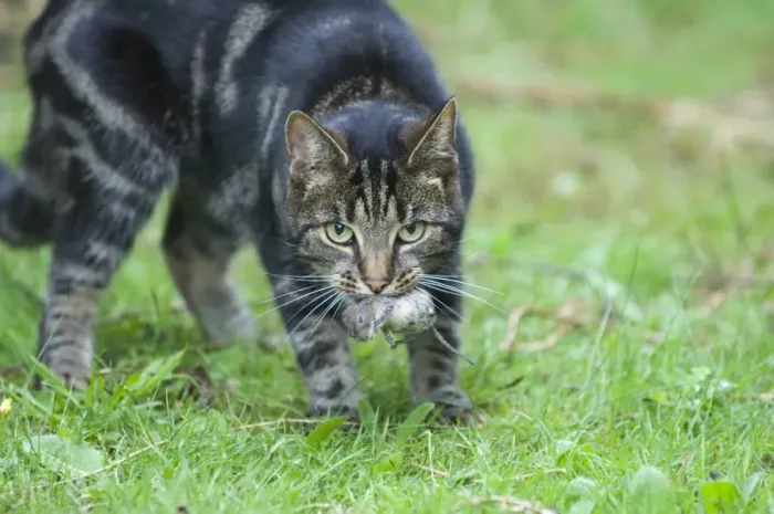 Framed Print : Domestic Cat, tabby, adult, with vole prey in mouth, England, august Framed Print : Domestic Cat, tabby, adult, with vole prey in mouth, England, august
