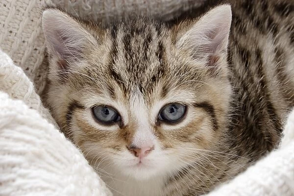 Domestic Cat, tabby-and-white kitten, laying on blanket, close-up of head, England