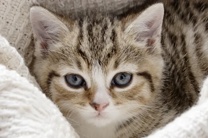 Framed Print : Domestic Cat, tabby-and-white kitten, laying on blanket, close-up of head, England Framed Print : Domestic Cat, tabby-and-white kitten, laying on blanket, close-up of head, England