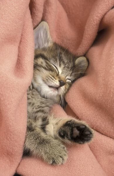 Domestic Cat, tabby kitten asleep in blanket