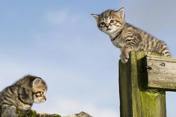 Domestic Cat, two tabby kittens, exploring outdoors, England, November