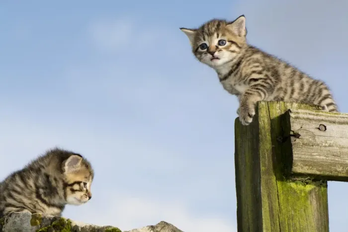 Framed Print : Domestic Cat, two tabby kittens, exploring outdoors, England, November Framed Print : Domestic Cat, two tabby kittens, exploring outdoors, England, November