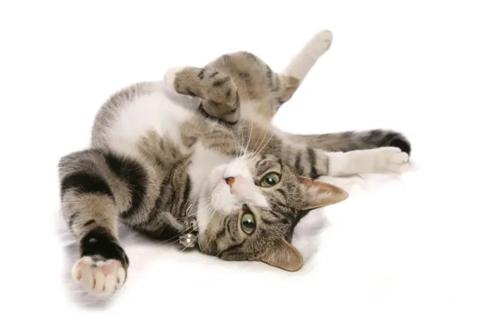 Framed Print : Domestic Cat, tabby and white, adult female, rolling on back, with collar and bells