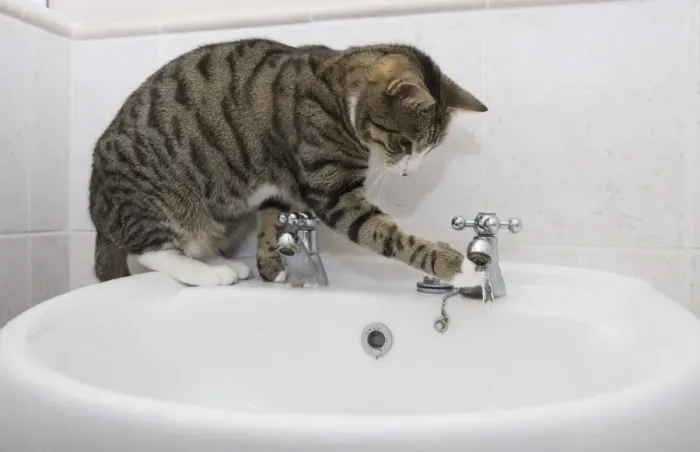 Framed Print : Domestic Cat, tabby and white, adult female, drinking from sink tap in bathroom, England Framed Print : Domestic Cat, tabby and white, adult female, drinking from sink tap in bathroom, England