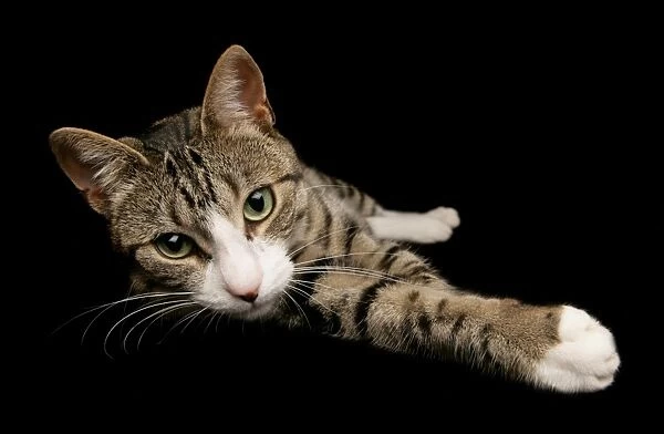 Domestic Cat, tabby and white, adult female, stretching