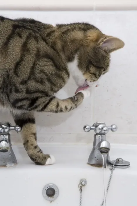 Framed Print : Domestic Cat, tabby and white, adult female, drinking from sink tap in bathroom, England Framed Print : Domestic Cat, tabby and white, adult female, drinking from sink tap in bathroom, England