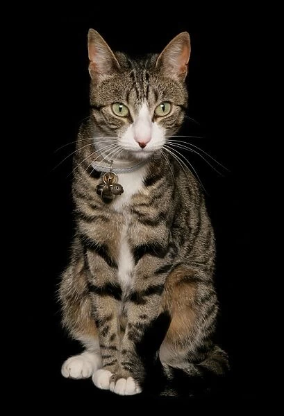 Domestic Cat, tabby and white, adult female, sitting, with collar and bells