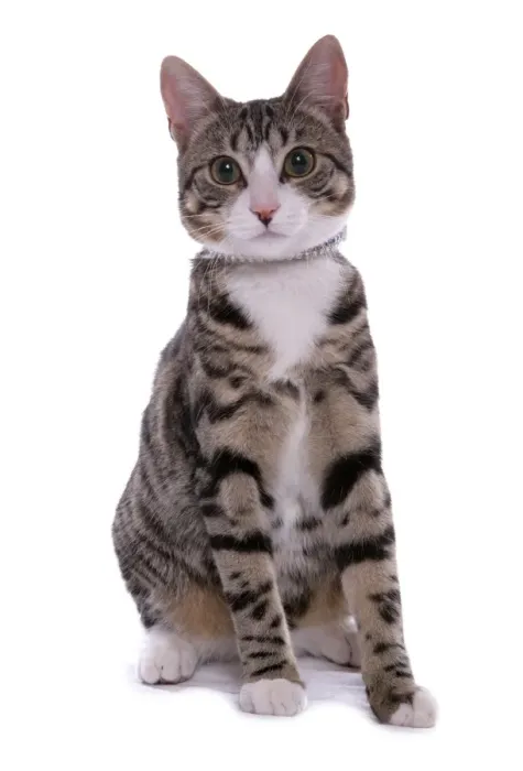 Framed Print : Domestic Cat, tabby, young female, with collar, sitting Framed Print : Domestic Cat, tabby, young female, with collar, sitting
