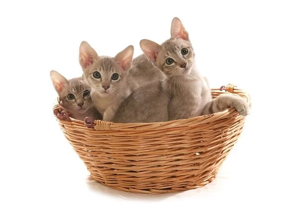 Domestic Cat, Tonkinese, blue tabby mink, three male kittens, sitting in basket