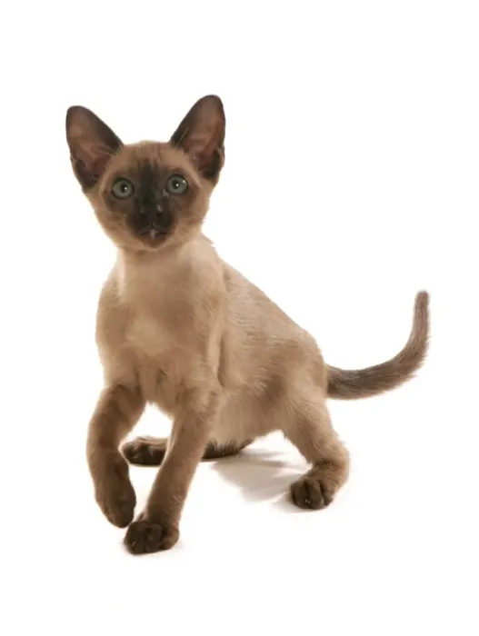 Framed Print : Domestic Cat, Tonkinese, brown mink, female kitten, squatting Framed Print : Domestic Cat, Tonkinese, brown mink, female kitten, squatting
