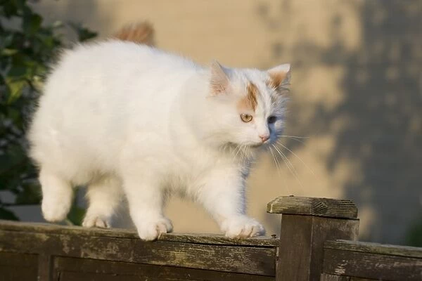 Domestic Cat, Turkish Van, adult, walking along garden fence, England, may