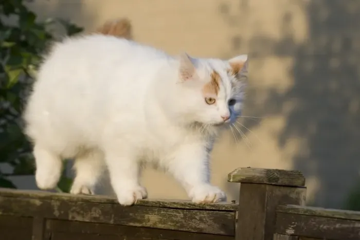 Framed Print : Domestic Cat, Turkish Van, adult, walking along garden fence, England, may Framed Print : Domestic Cat, Turkish Van, adult, walking along garden fence, England, may