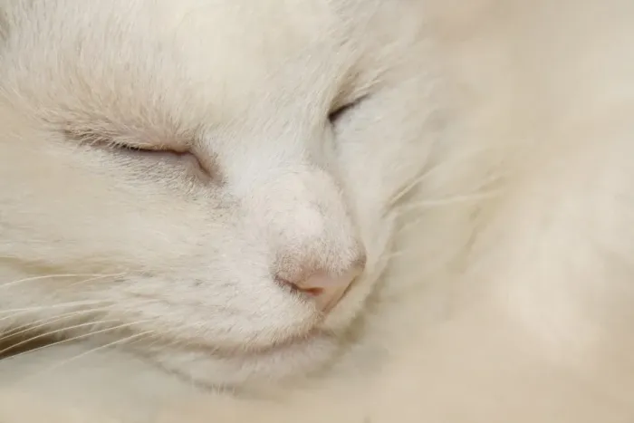 Framed Print : Domestic Cat, white adult female, sleeping, close-up of head, Suffolk, England, august Framed Print : Domestic Cat, white adult female, sleeping, close-up of head, Suffolk, England, august