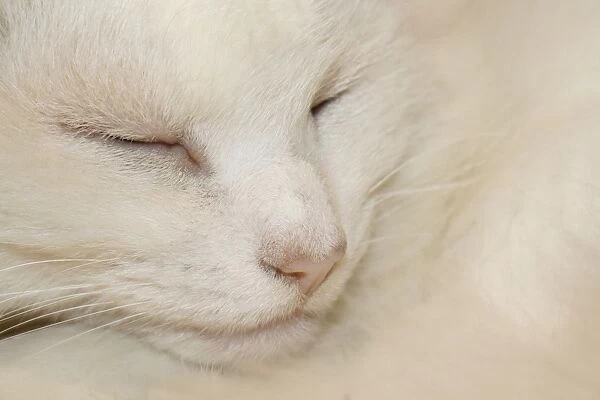 Domestic Cat, white adult female, sleeping, close-up of head, Suffolk, England, august