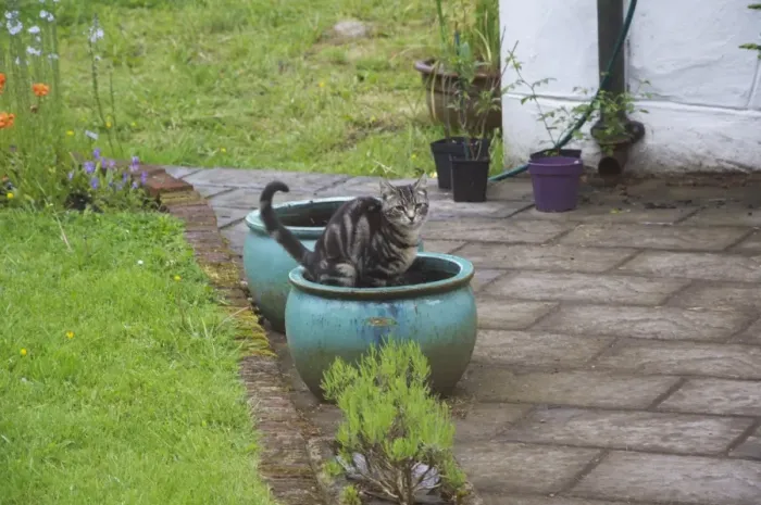 Framed Print : Domestic Cat, young male tabby, using flower container as toilet, Scotland, july Framed Print : Domestic Cat, young male tabby, using flower container as toilet, Scotland, july